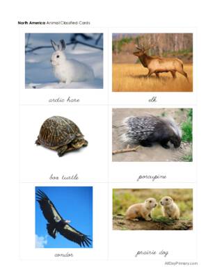 Animals From Around The World.pdf