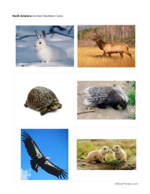 Animals From Around The World Without Labels.pdf