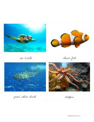 Ocean Animals Classified Cards.pdf