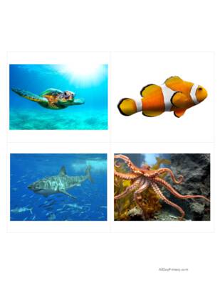 Ocean Animals Classified Cards Without Labels.pdf